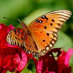 butterfly small