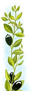 ruth-bottom-side-left-Olives