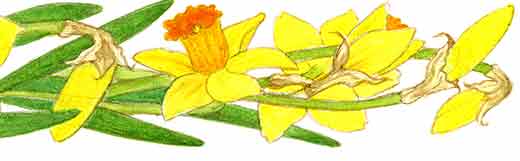 Flower-border-bottom