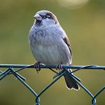free bird s